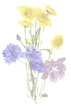 Click to return to the home page wildflowers